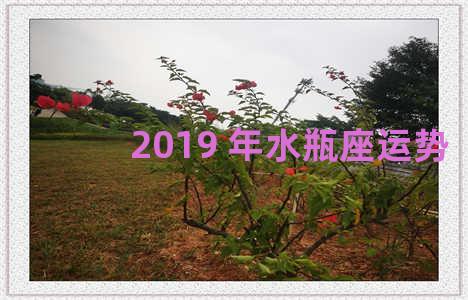 2019 年水瓶座运势